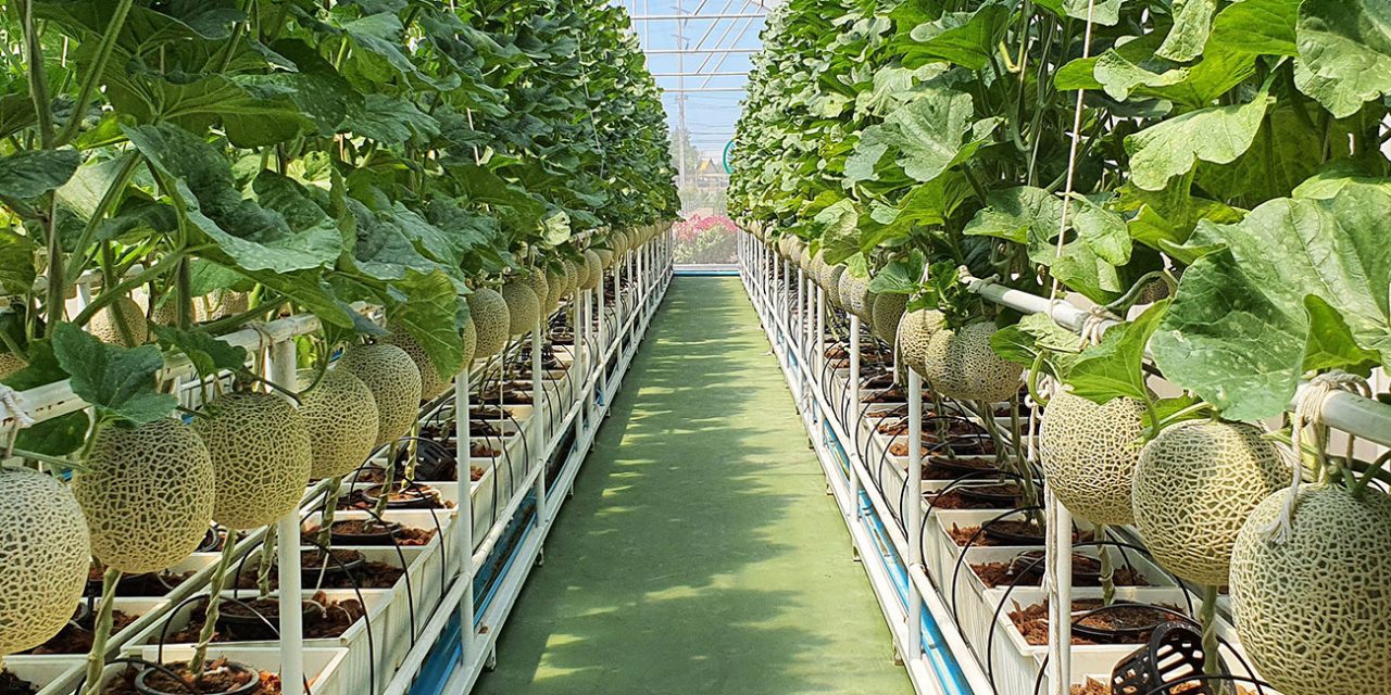 Kế toán trong Doanh nghiệp sản xuất nông, lâm Nghiệp