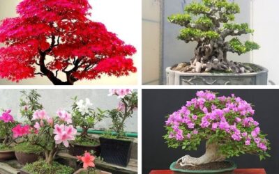 Thuế GTGT cho mặt hàng cây cảnh cây giống