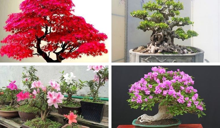 Thuế GTGT cho mặt hàng cây cảnh cây giống